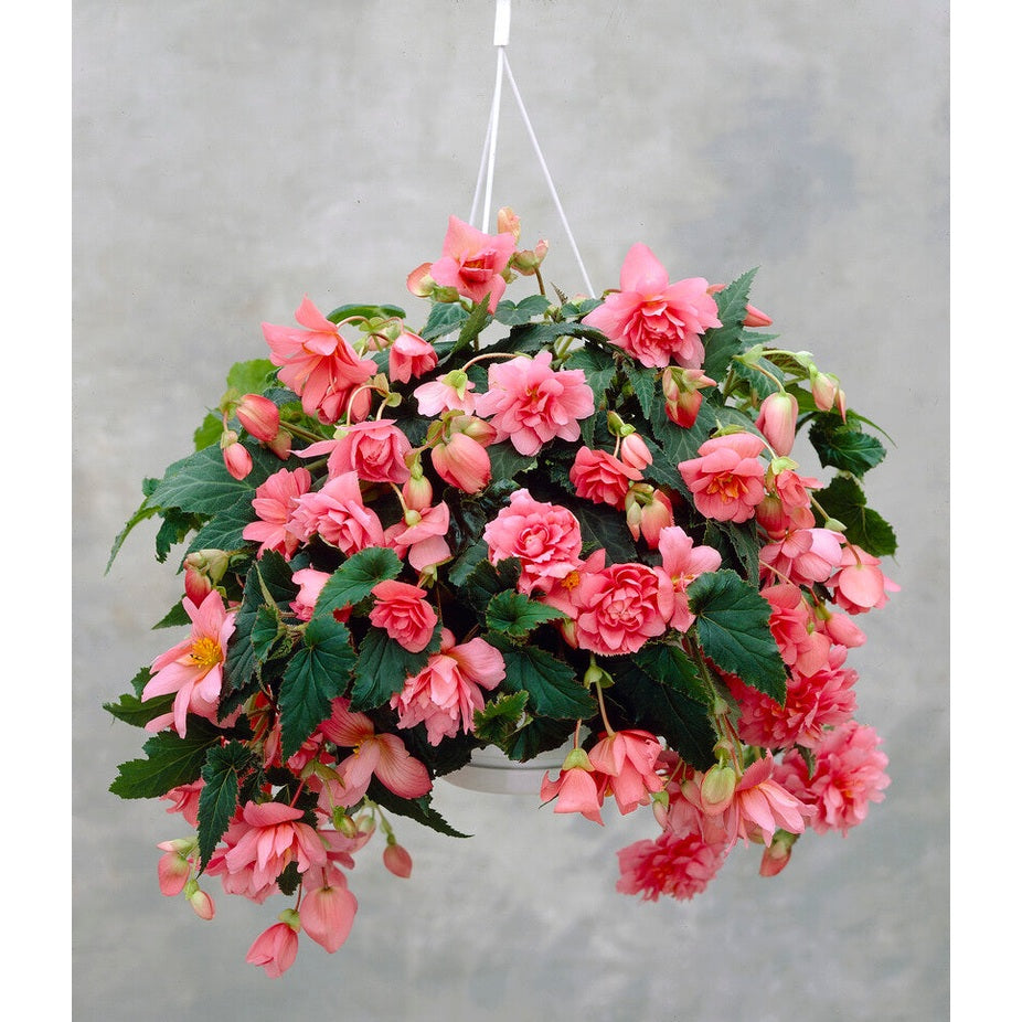 Begonia Pendula Pink 3-pack