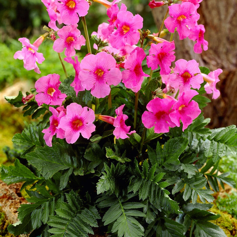 Incarvillea Pink 1-pack