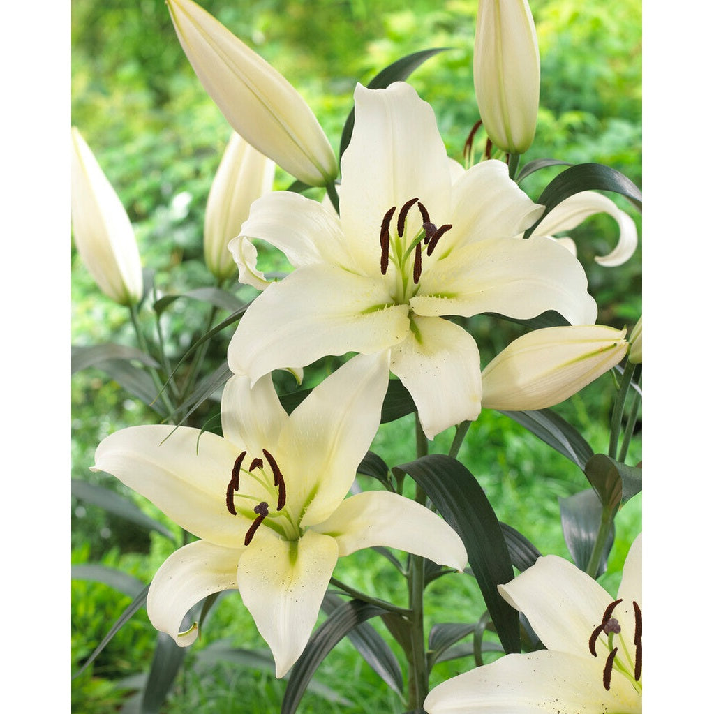 Lilja-Lilium Ice Men 2-pack