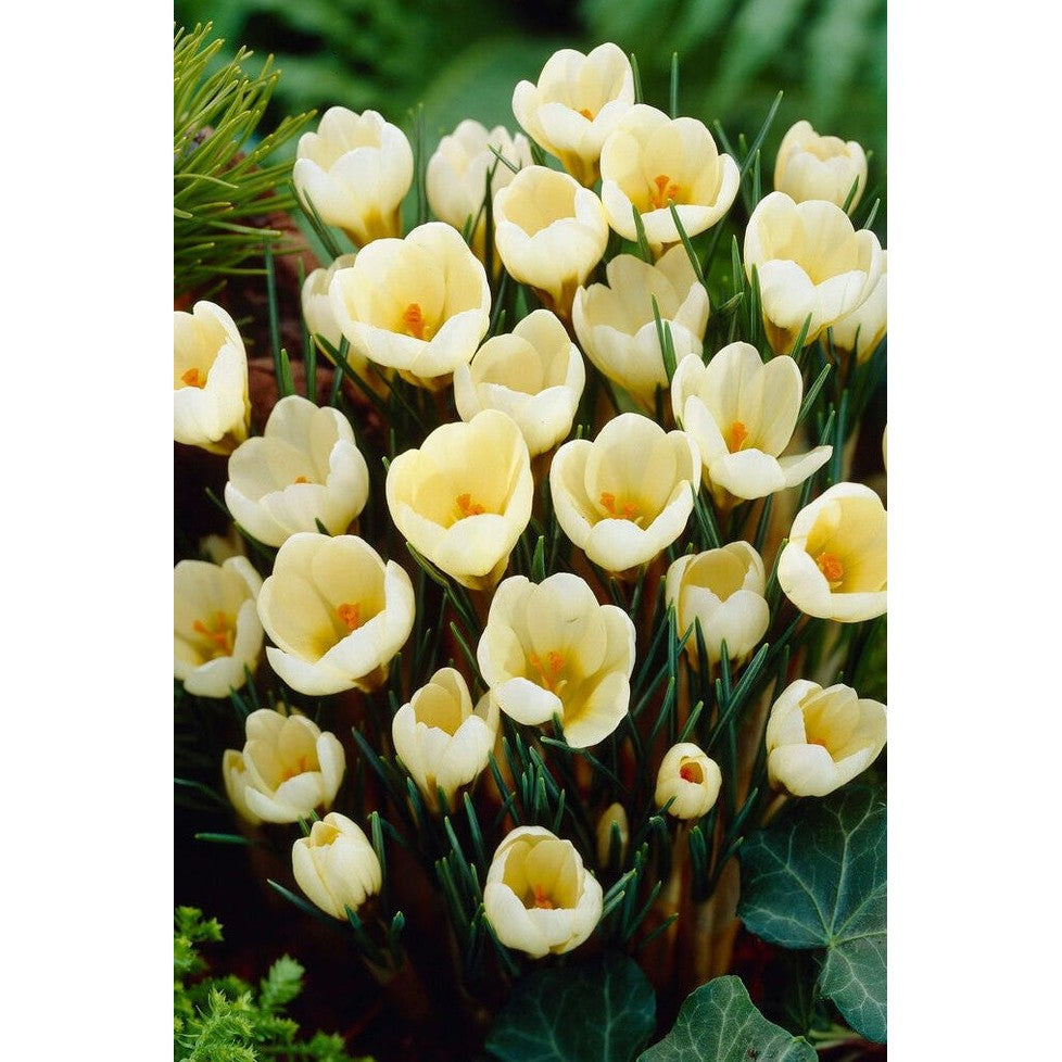 Bägarkrokus-Crocus Chrysanthus &