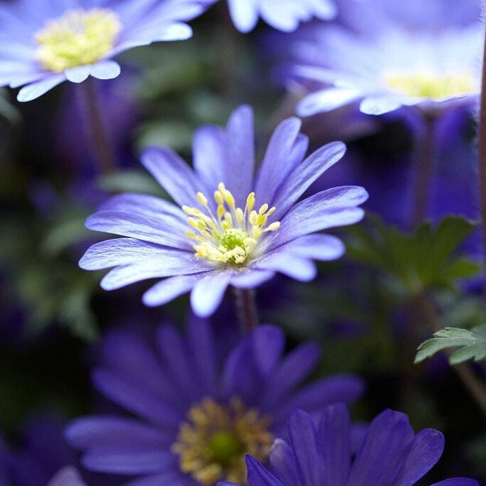 Balkansippa-Anemone Blanda &