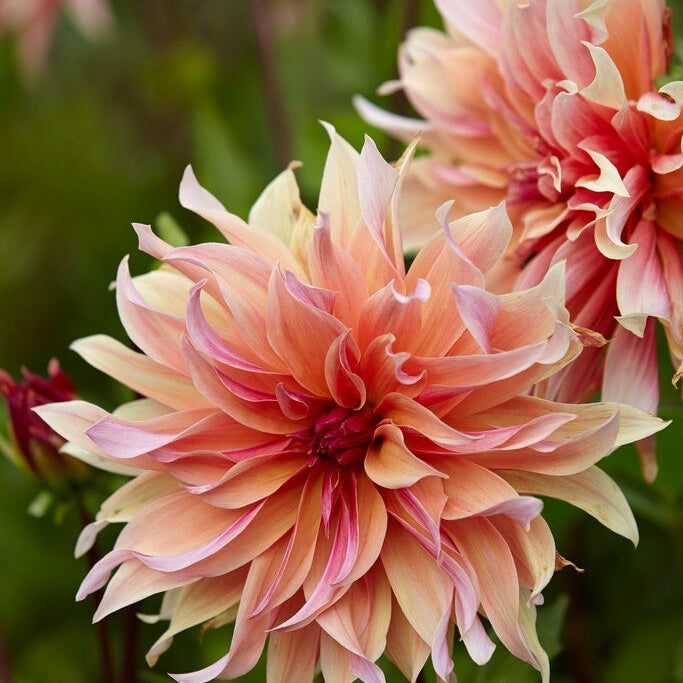 Dahlia Cactus Labyrinth 1-pack