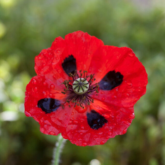 Vallmo-Papaver &