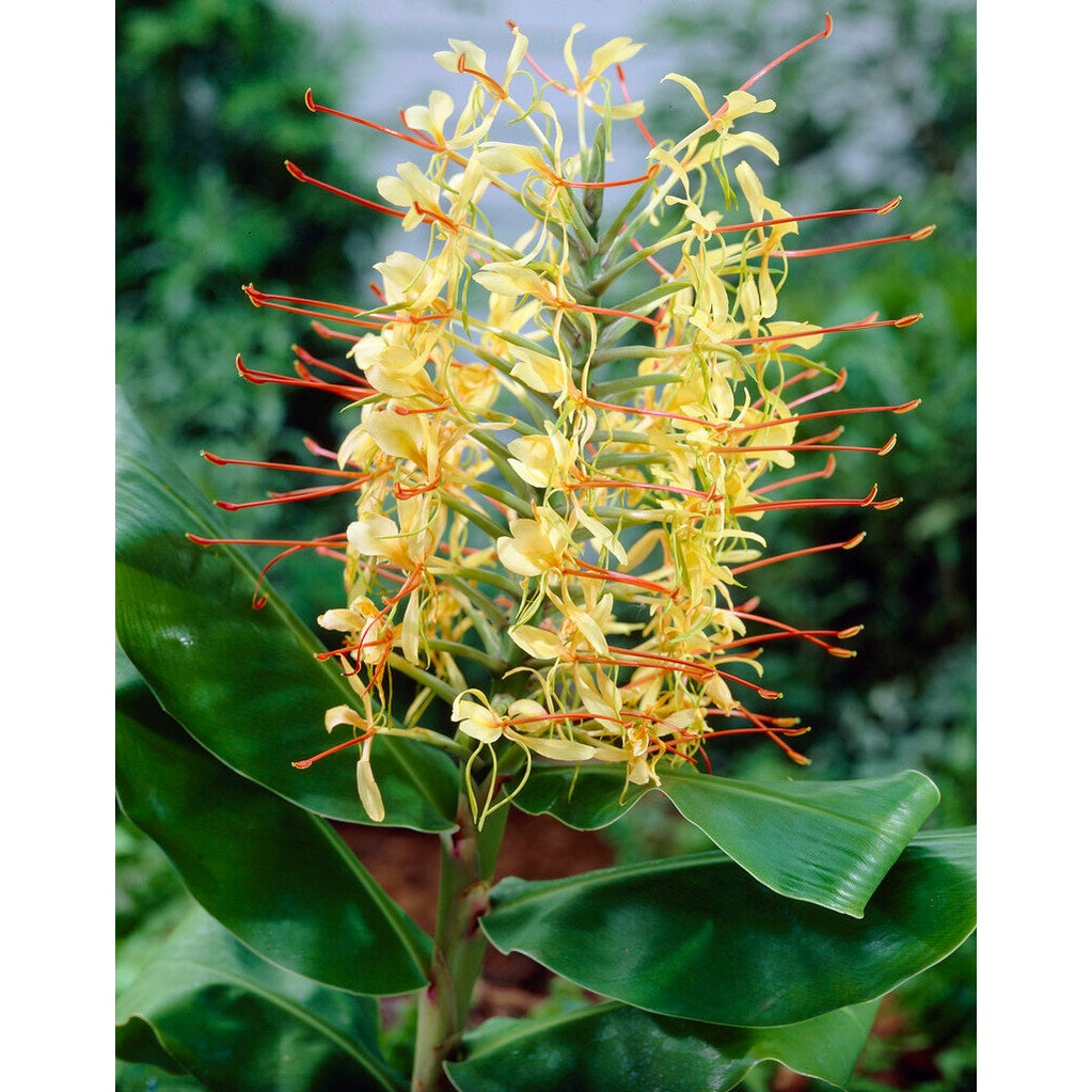 Hedychicum Yellow 1-pack