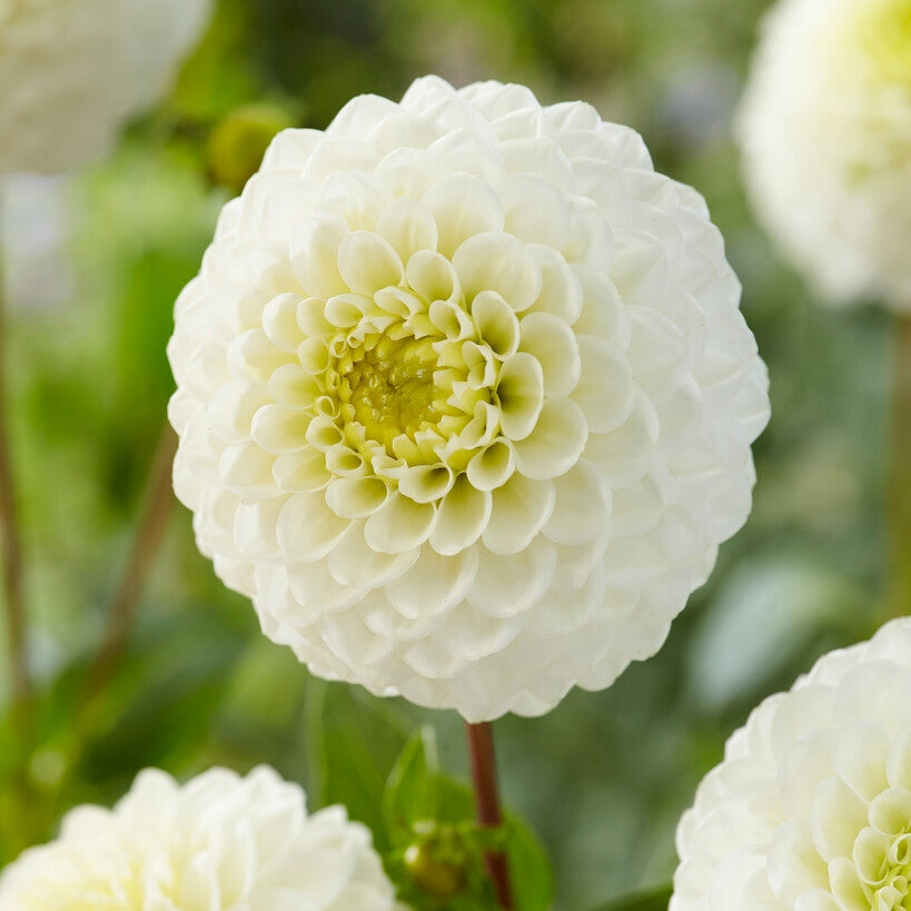 Dahlia Caro Ball 1-pack