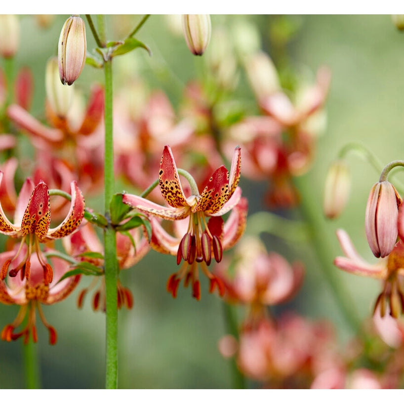 Lilja-Lilium KROLLILJA Manitoba Morning 1-pack