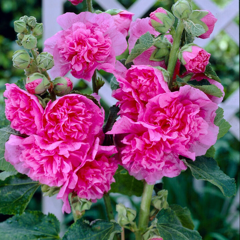 Stockros-Alcea Pink 1-pack