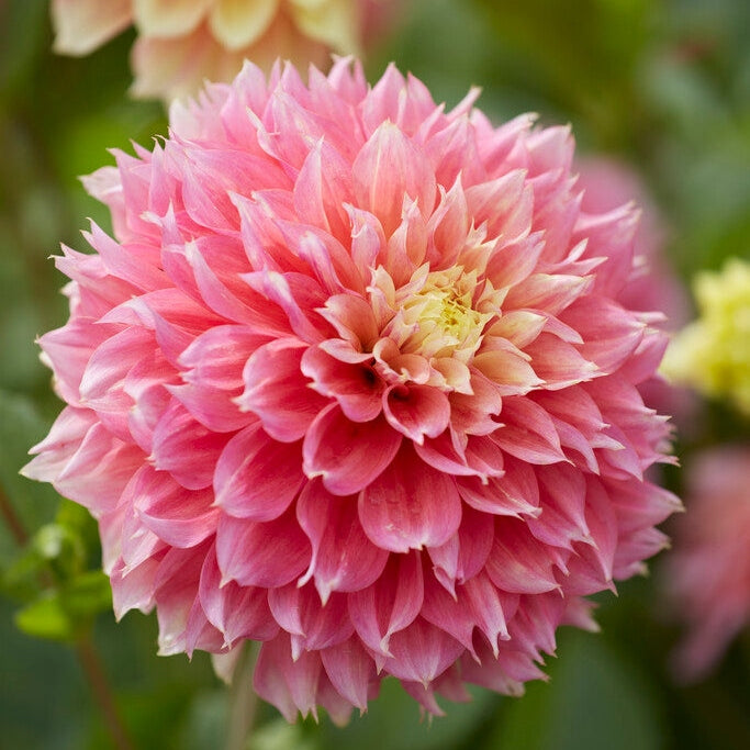 Dahlia Fubuki Kogane 1-pack