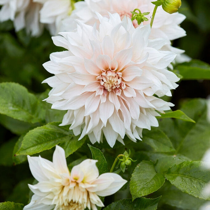 Dahlia Dekorativ Café au Lait 1-pack