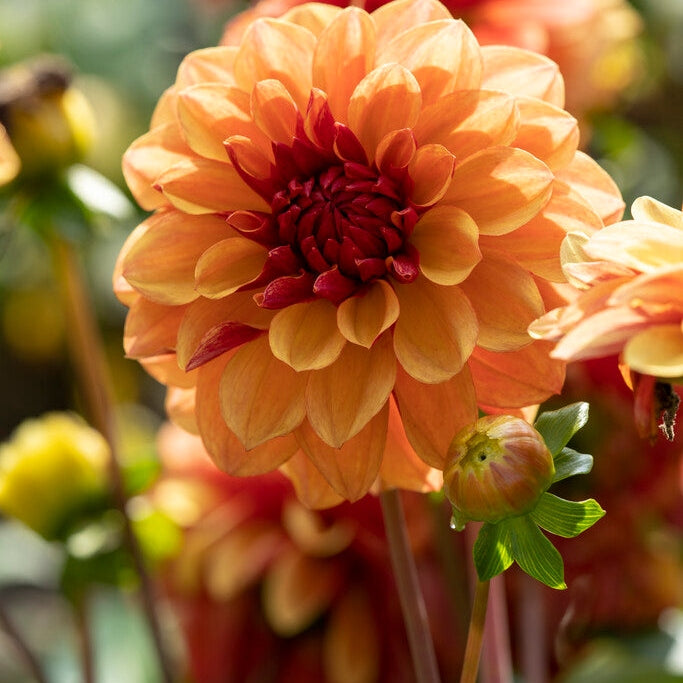 Dahlia Dekorativ Creme de Cognac 1-pack