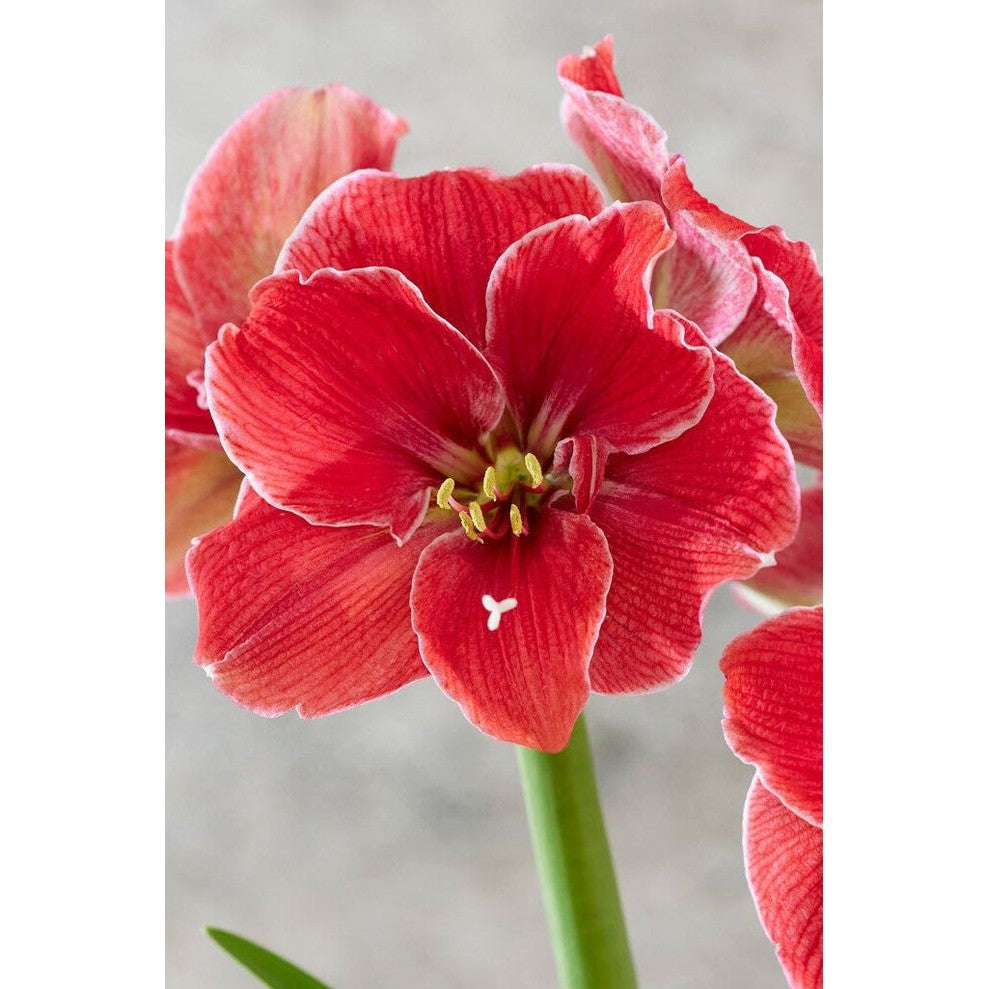 Amaryllis-Hippeastrum &