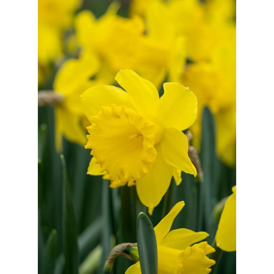 Narcissus Dutch Master 5-pack