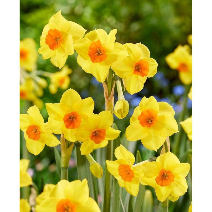 Narcissus Martinette 7-pack
