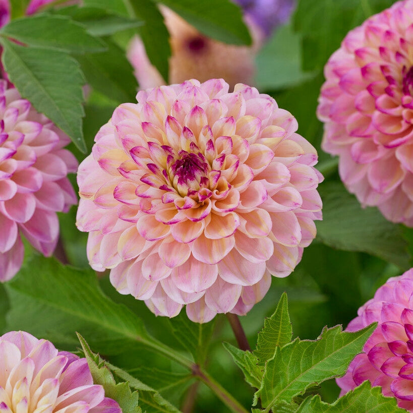 Dahlia Pompon Wine Eyed Jill 1-pack