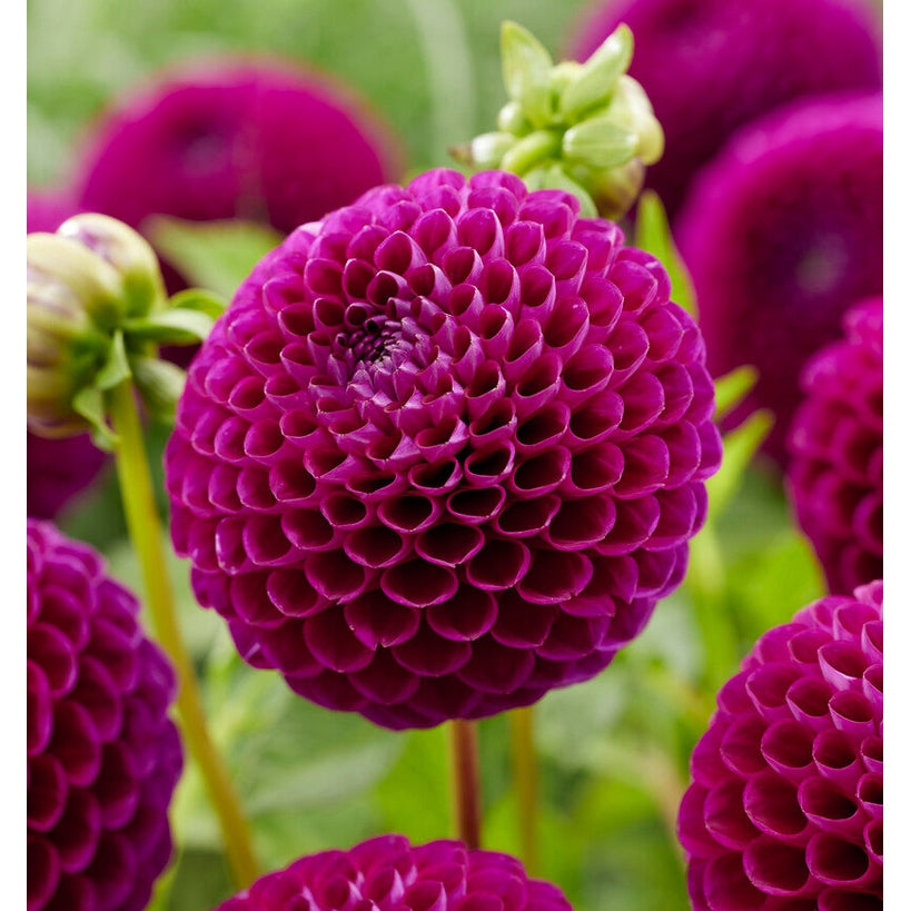 Dahlia Downham Royal Ball 1-pack NYHET