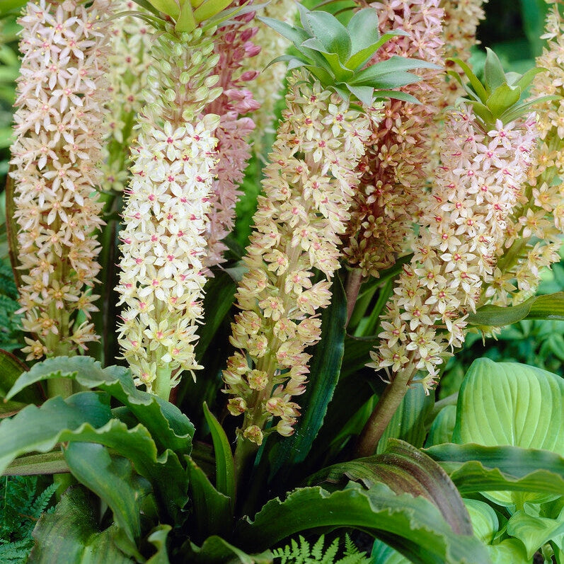 Tofslilja-Eucomis Comosa 1-pack