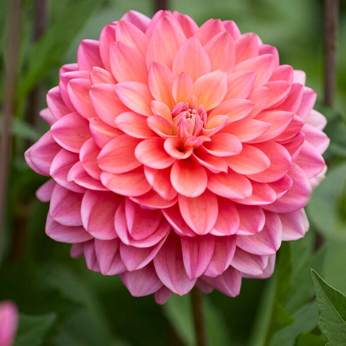 Dahlia Great Silence Dekorativ 1-pack NYHET