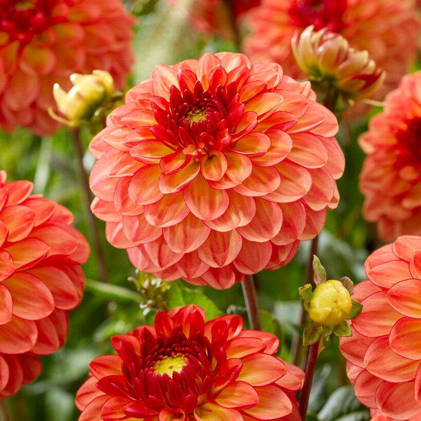 Dahlia Chapeau Bas Ball 1-pack NYHET