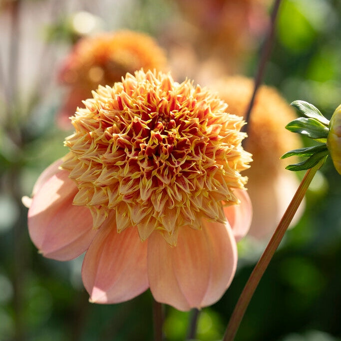 Dahlia Sandia Brocade Singel Flowering 1-pack NYHET