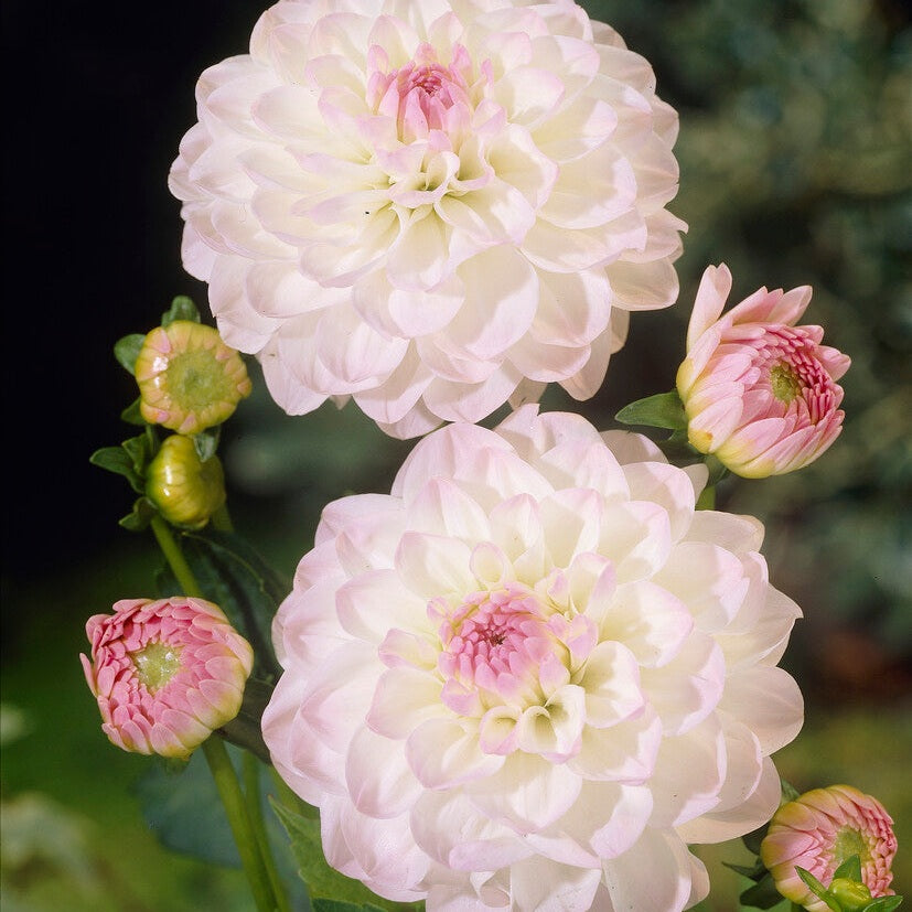 Dahlia Boll Eveline 1-pack