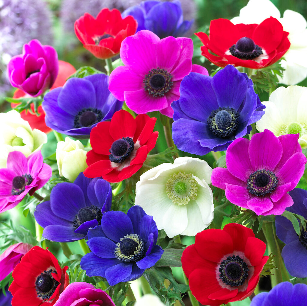Bukettanemon-Anemone Coronaria The Caen Gemengd 15 -pack