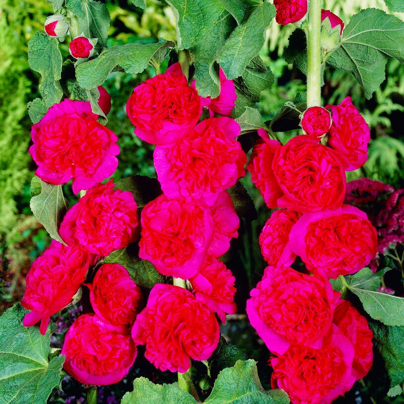 Stockros-Alcea Red 1-pack