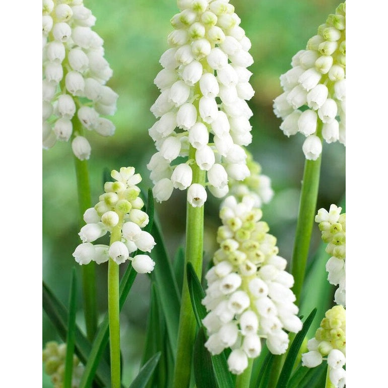 Persisk pärlhyacint-Muscari auchen &