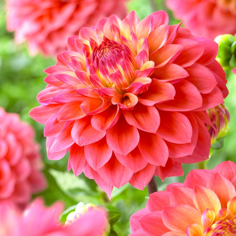 Dahlia Princess Gracia Dekorativ 1-pack NYHET