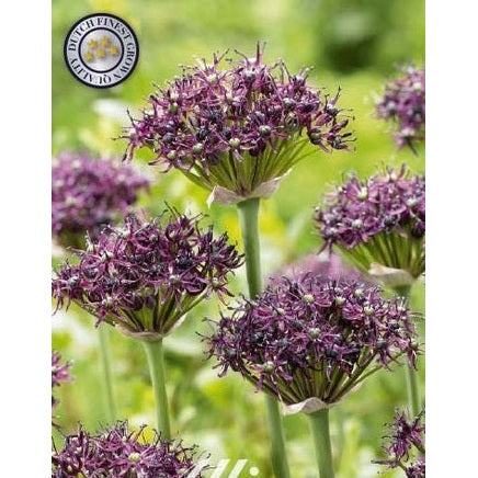 Allium &