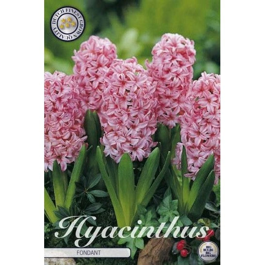 Hyacint &