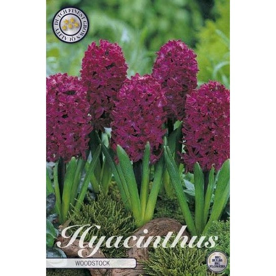 Hyacint &