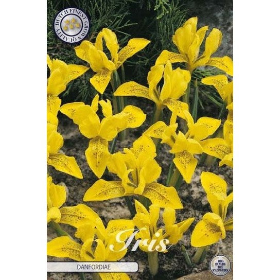 Vintergäck iris-Iris Danfordiae 15-pack