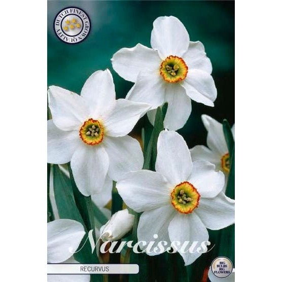 Narcissus Recurvus 5-pack