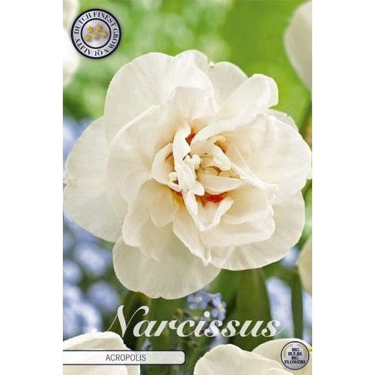 Narcissus Acropolis 5-pack