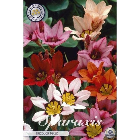 Sparaxis tricolor &