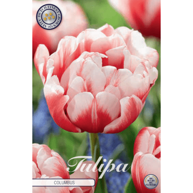 Tulpan Columbus 7-pack