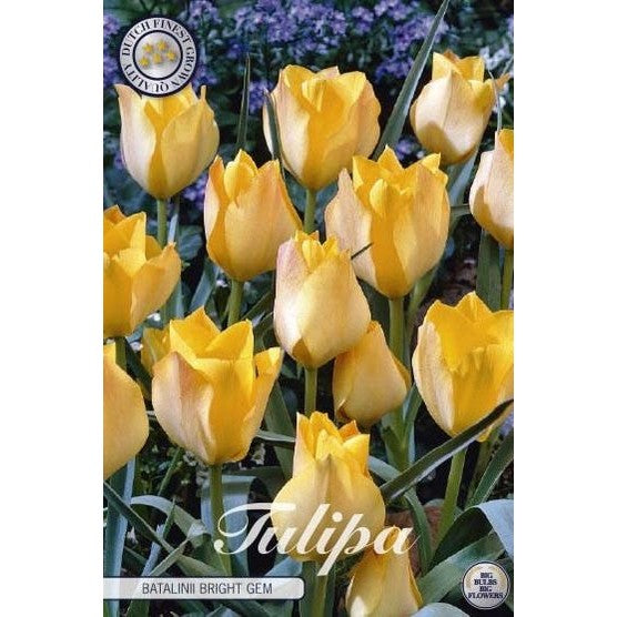 Tulpan Batalinii Bright Gem 10-pack