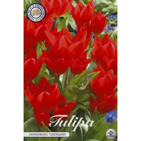 Tulpan Zwanenburg Tubergiana 10-pack