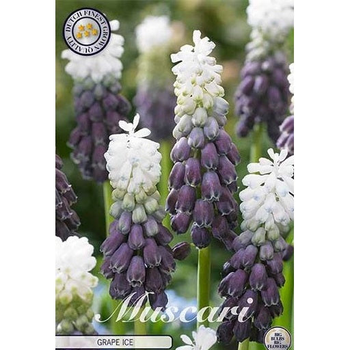 Bredbladig pärlhyacint-Muscari latifolium &