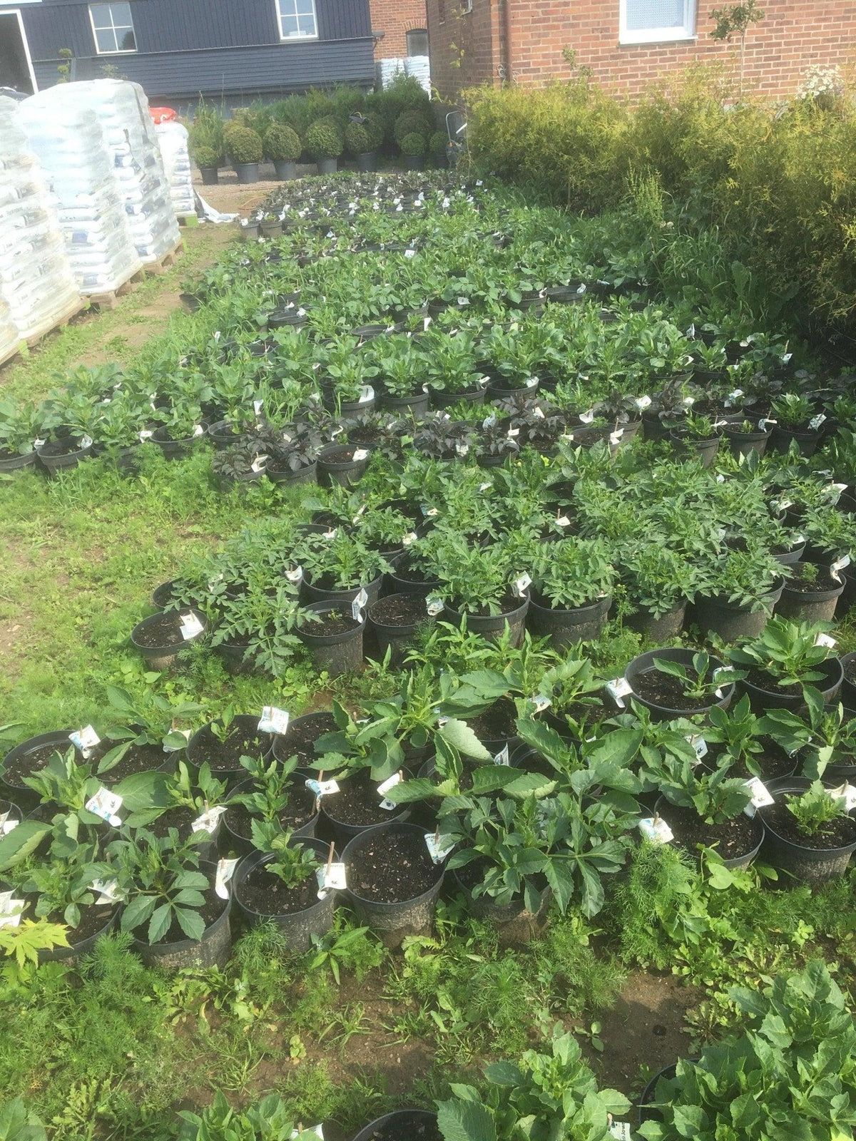 Det växer - Svedberga Plantskola AB