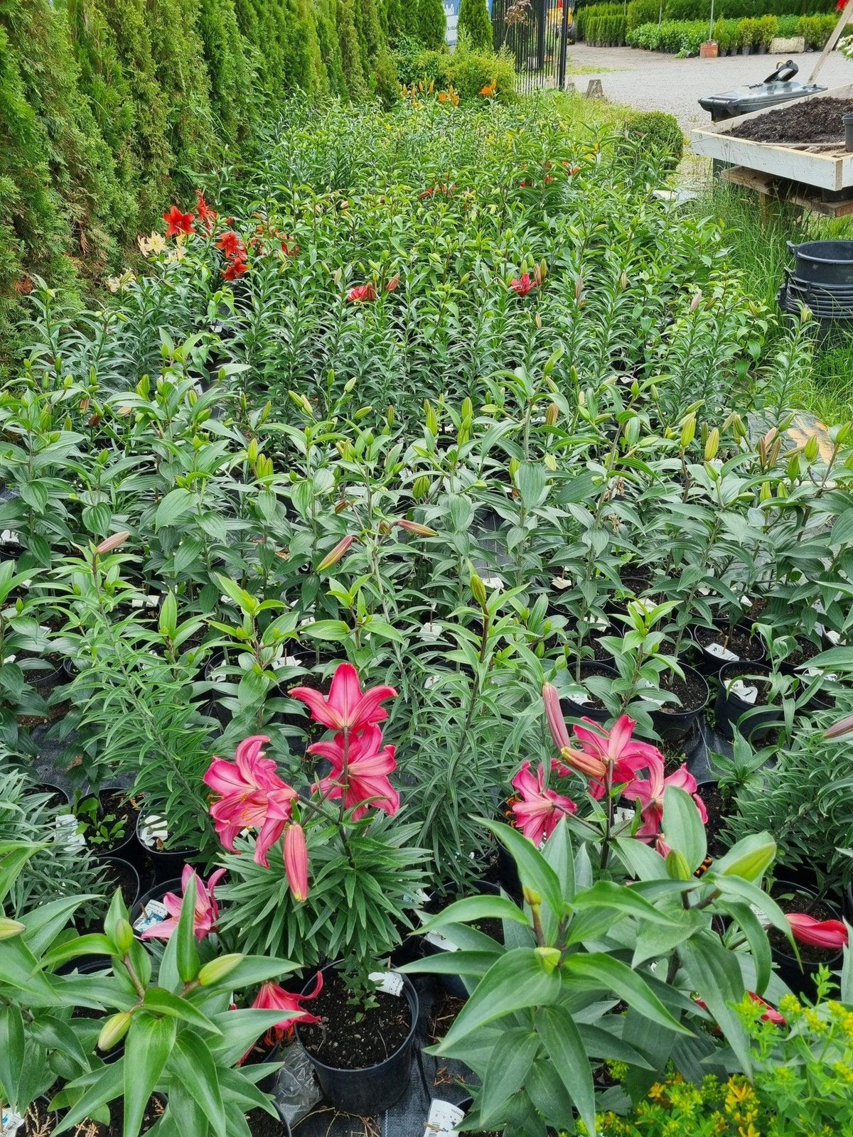 Nu blommar Liljorna 2 - Svedberga Plantskola AB