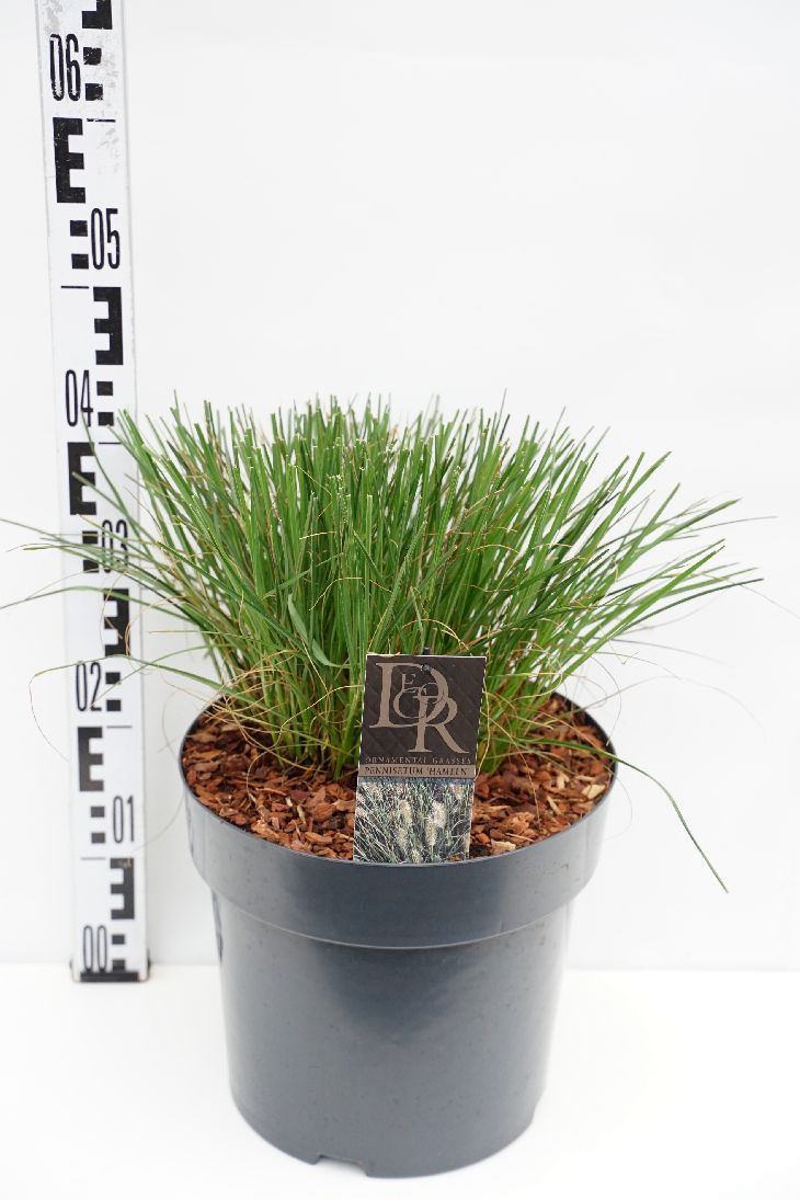 Pennisetum – lampborstgräs