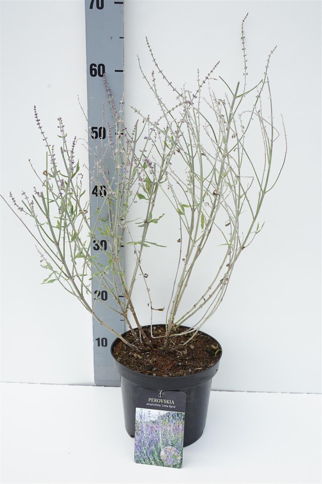 Perovskia – rysk salvia