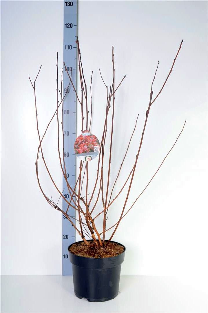Smällspirea