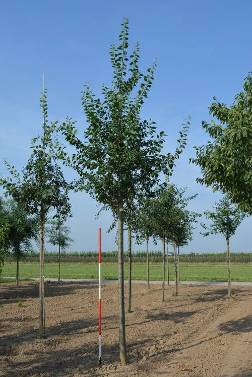 Plommon (Prunus domestica)