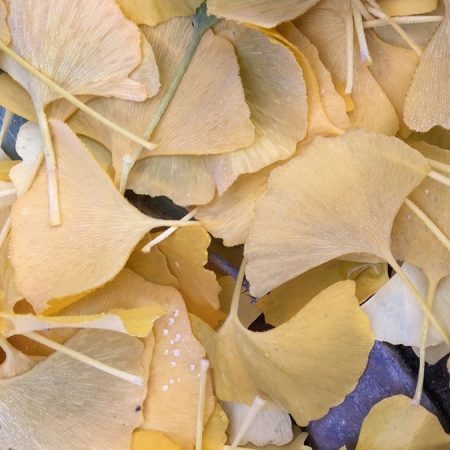 Ginkgo (Ginkgo biloba)