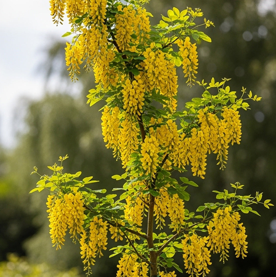 Gullregn (Laburnum)
