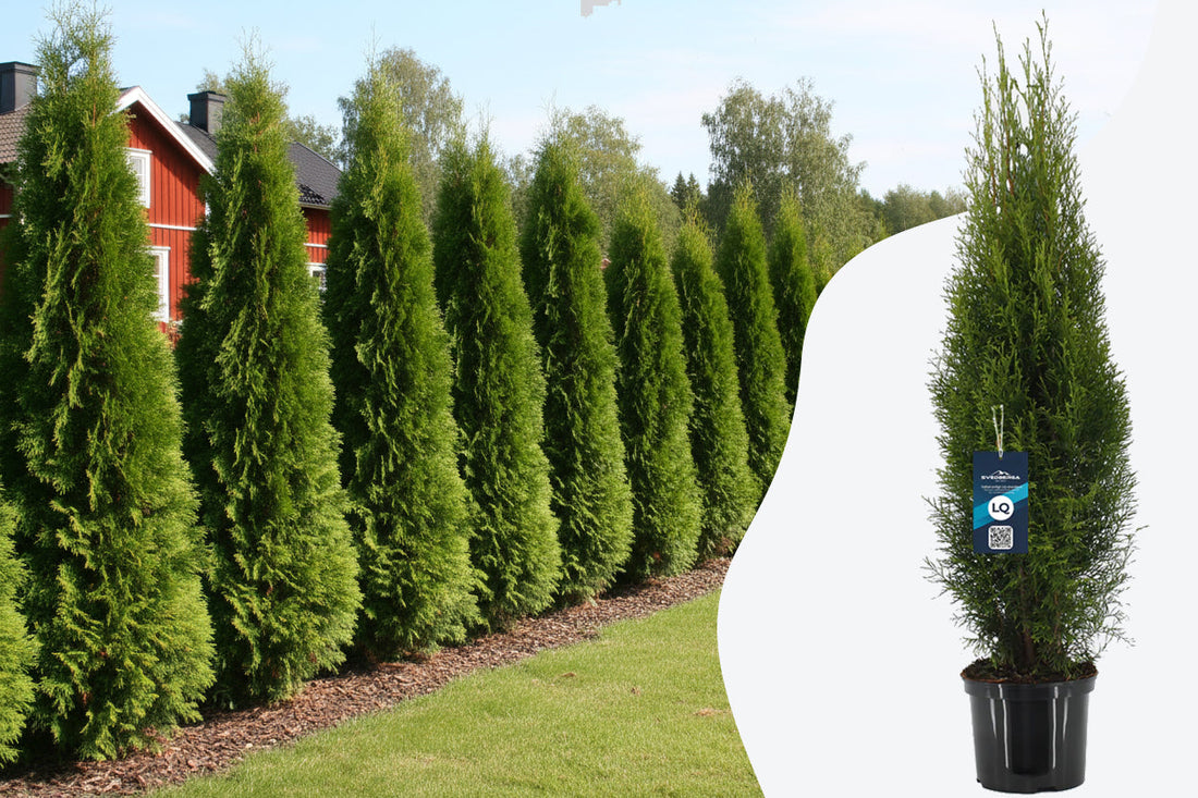 Thuja Smaragd