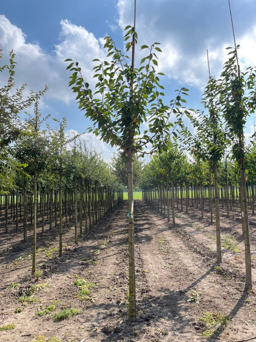 Körsbär (Prunus avium)