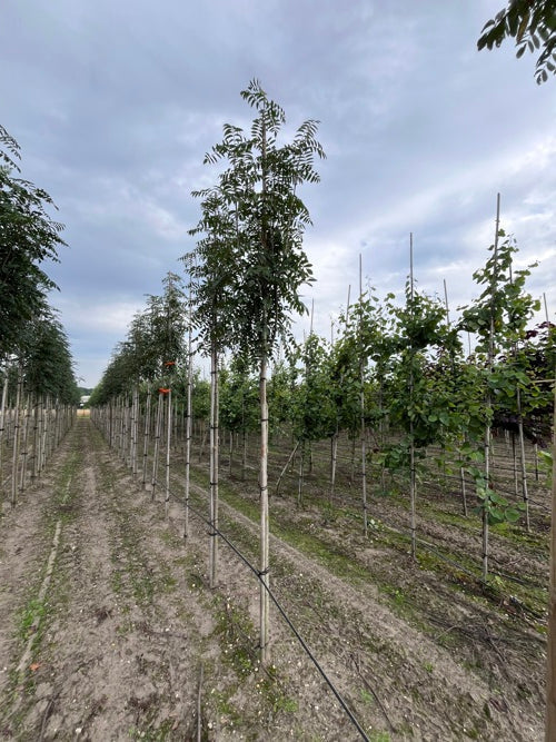 Stamrönn (Sorbus)